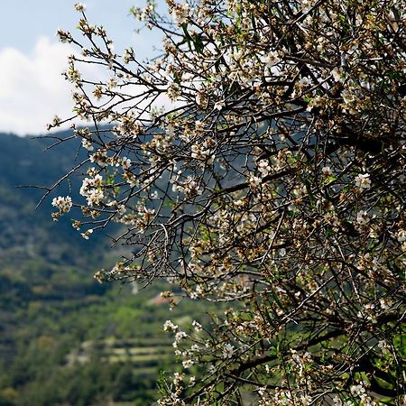 הוילה Dhoros The Old Olive Mill House By Trulycyprus מראה חיצוני תמונה