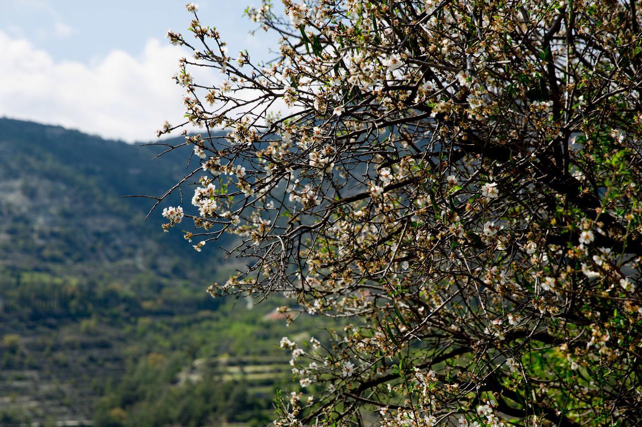 הוילה Dhoros The Old Olive Mill House By Trulycyprus מראה חיצוני תמונה